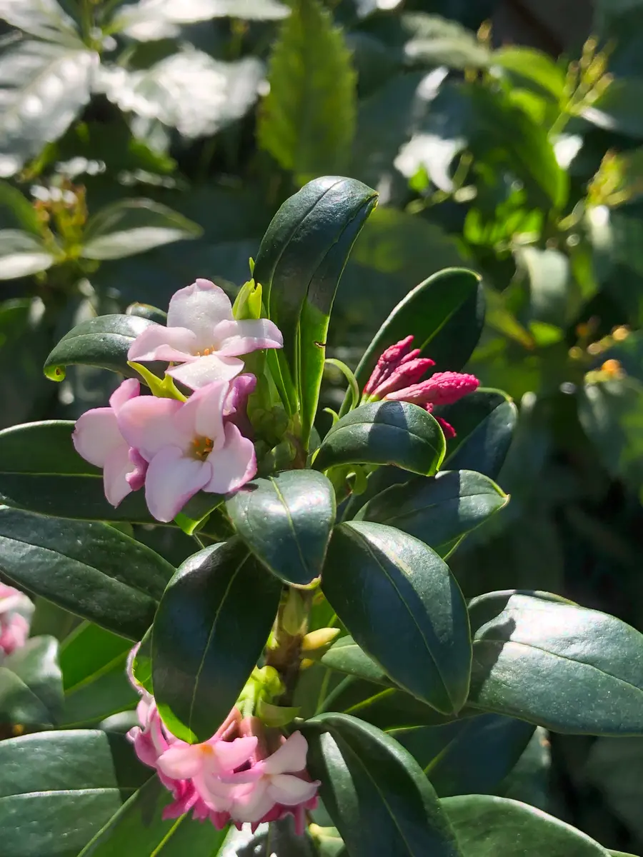 お得❢沈丁花挿し穂（ネコポスにはいるだけ お得❢沈丁花挿し穂（ネコポスにはいるだけ お得❢沈丁花挿し穂