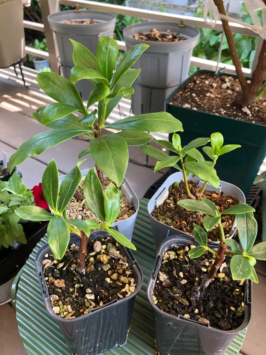 沈丁花ページ② 1つ失敗「沈丁花の「種植え」と「挿し木」②」-そだレポ