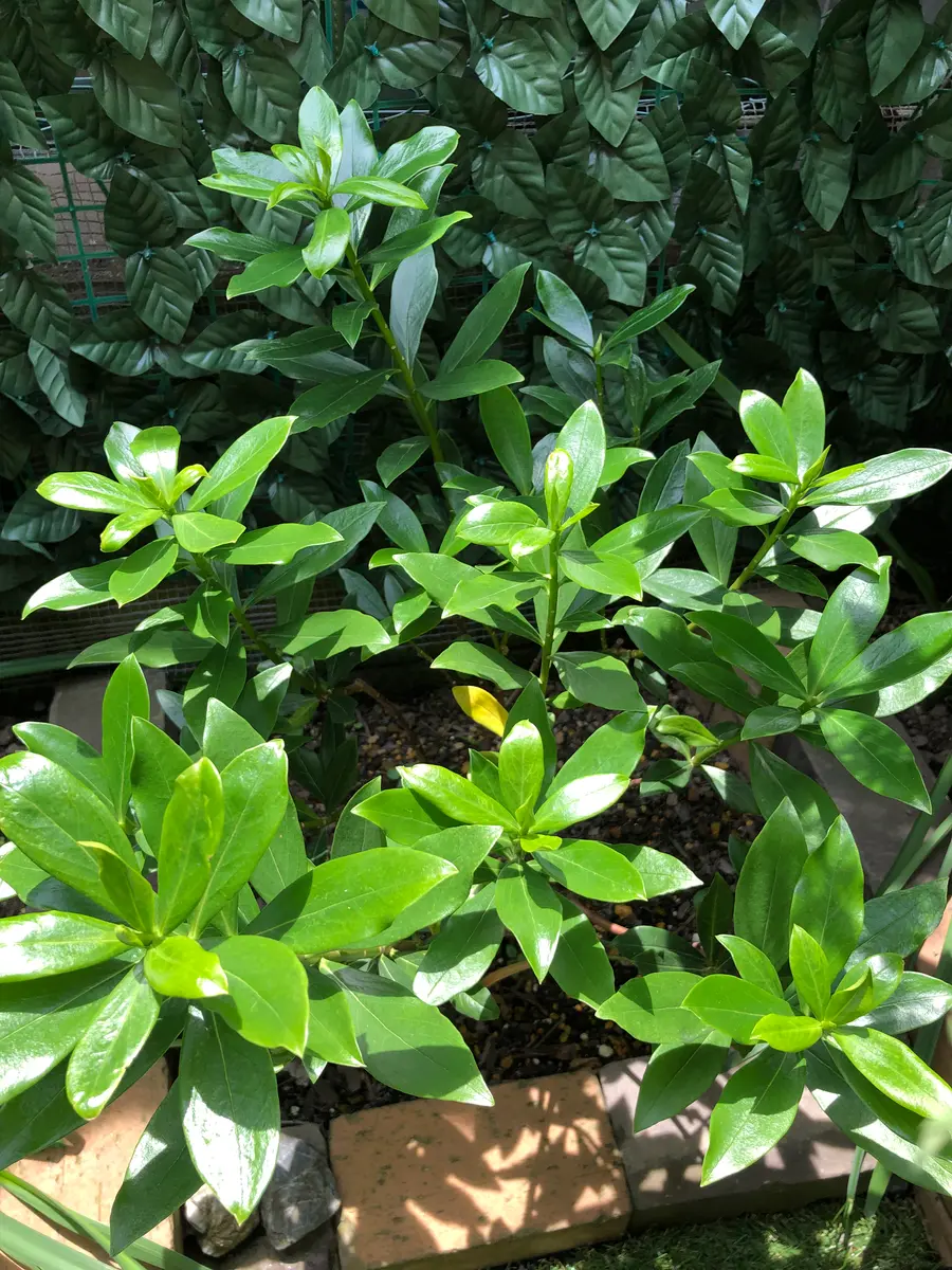 沈丁花ページ③ 2025.夏 終了/枯れました》毎日が楽しみ[挿し芽株も育ててい