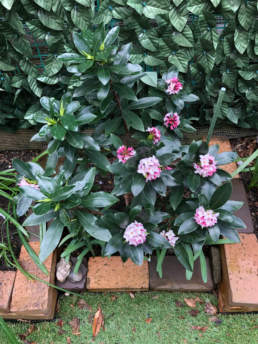 2025.夏 終了/枯れました》毎日が楽しみ［挿し芽株も育てています