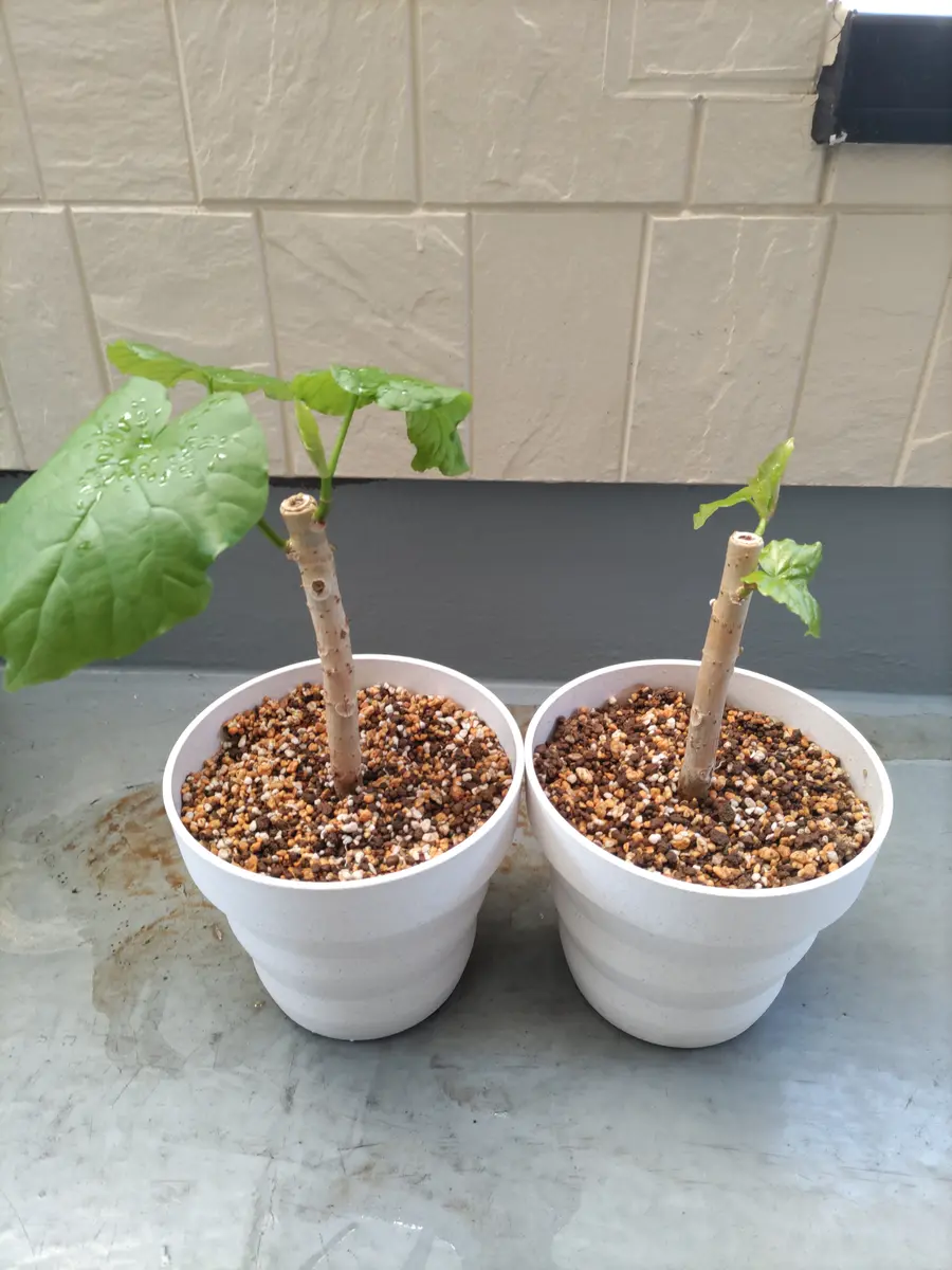 ウンベラータの挿し木に挑戦！｜そだレポ（栽培レポート）by☆スター