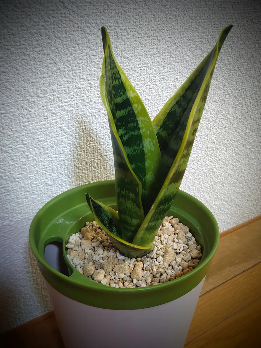 期間限定キャンペーン サンセベリアはじめました｜そだレポ（栽培レポート）bytiki サンスベリア