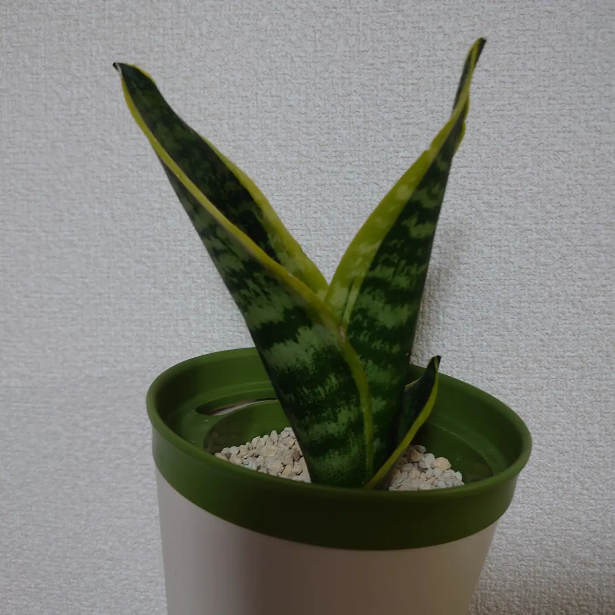 サンセベリアはじめました｜そだレポ（栽培レポート）bytiki
