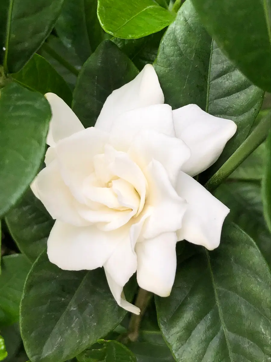 庭植えで大きく育てたい（ついでに挿し芽にも挑戦）｜そだレポ（栽培