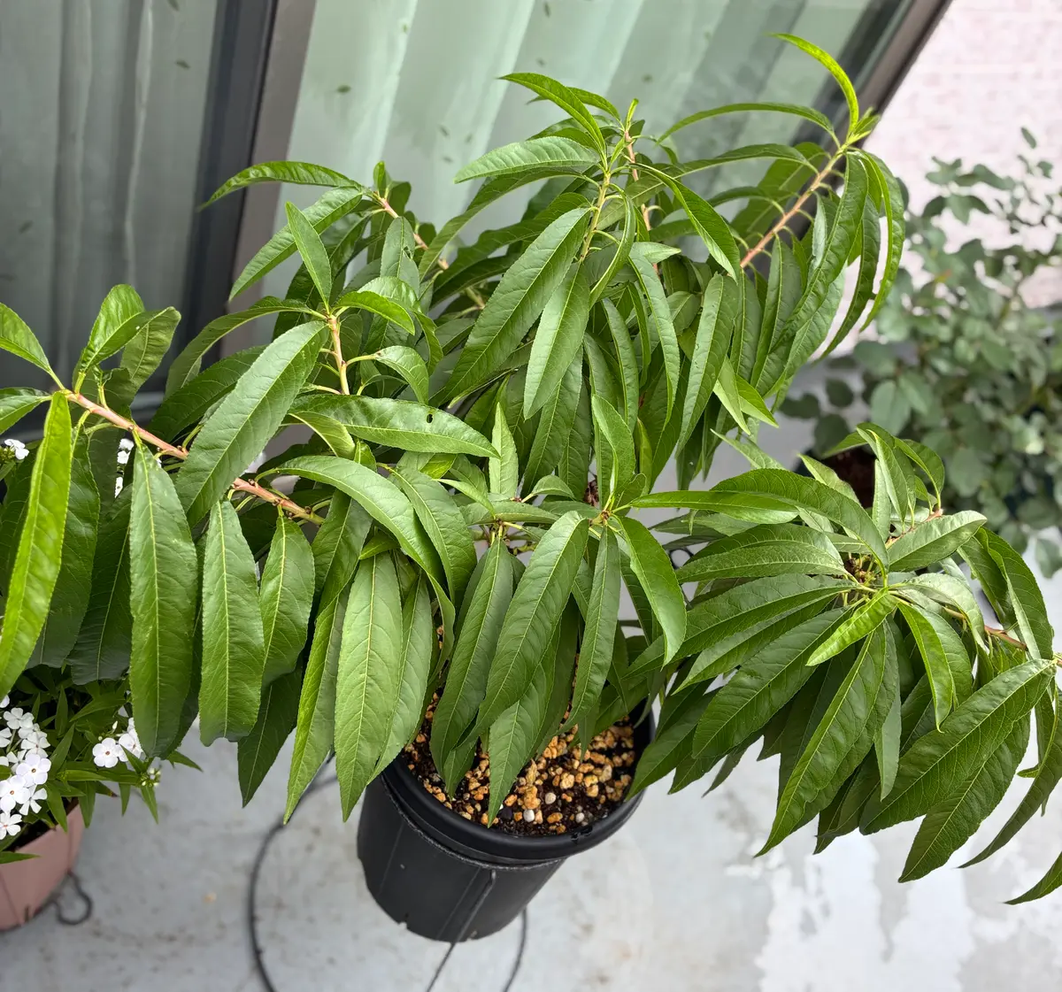 種から芽が出てたので、育てます！｜モモ（桃）のそだレポ（栽培
