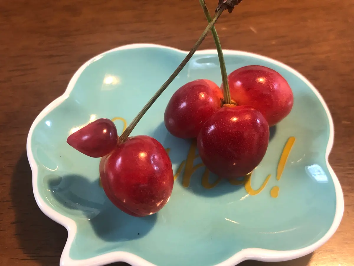 さくらんぼ様 さくらんぼ様 ご確認用ページ さくらんぼ品種紹介 | 山形