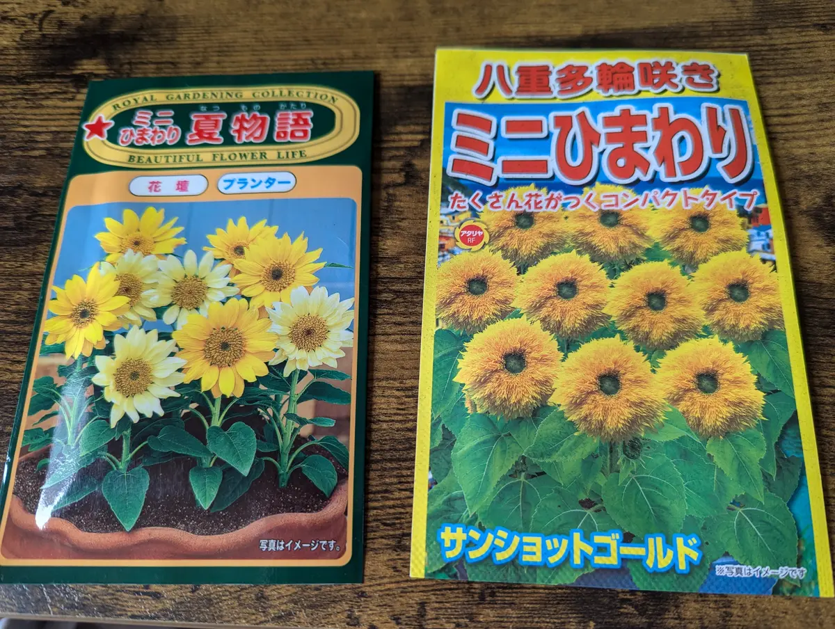 ミニひまわり畑が見たい｜そだレポ（栽培レポート）byくちゃま 