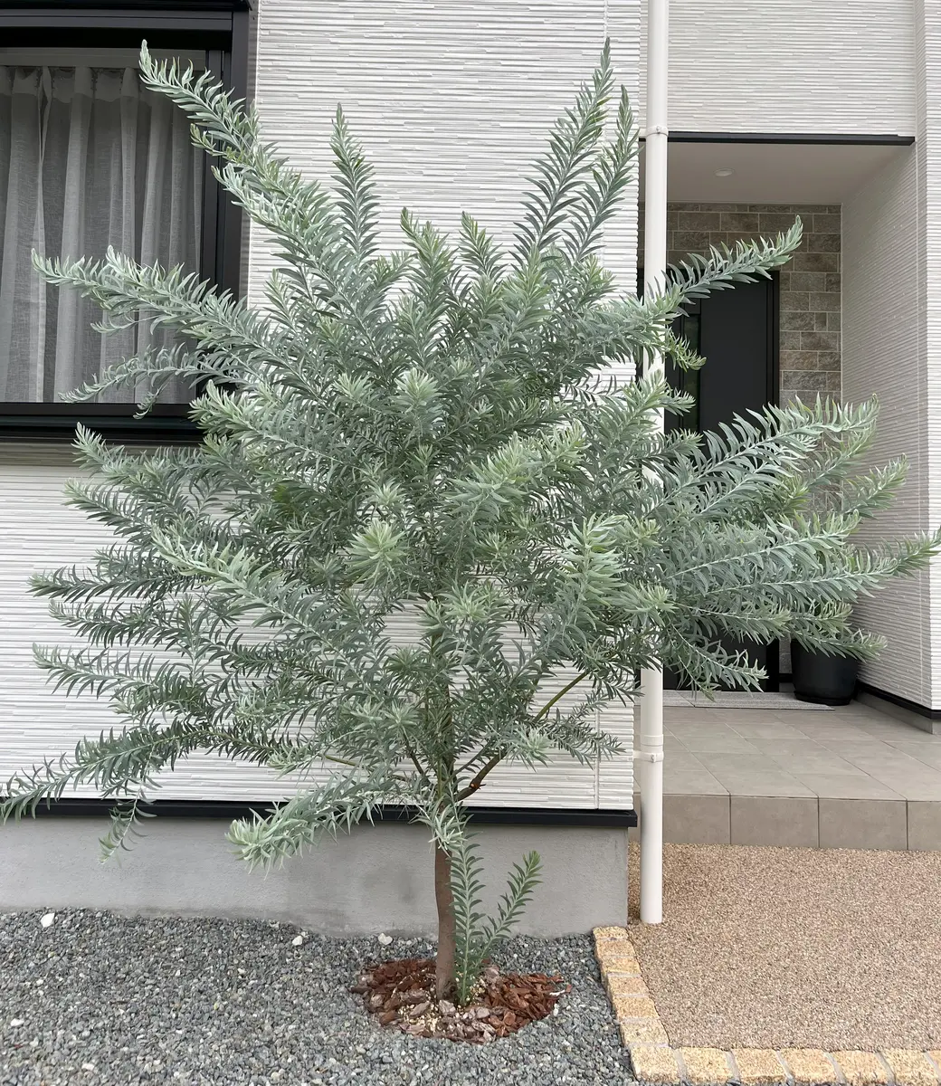 シンボルツリーの地植え｜そだレポ（栽培レポート）byドライガーデン