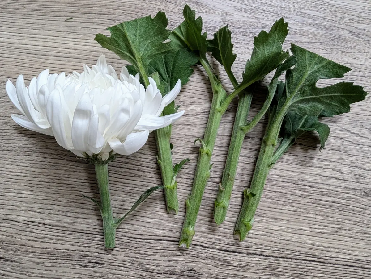 菊の挿し木_20240628｜そだレポ（栽培レポート）byあがたん｜みんなの