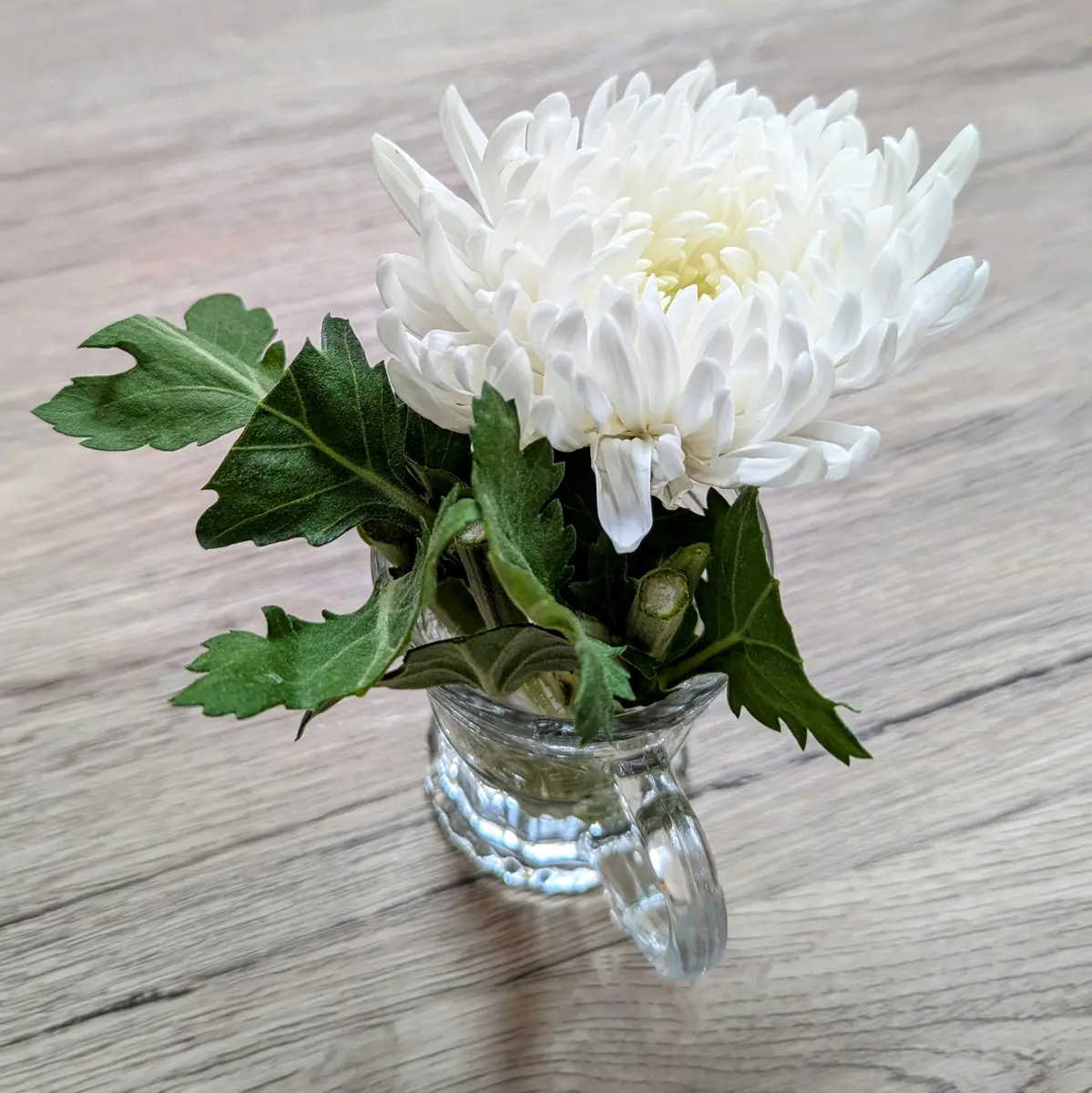 菊の挿し木_20240628｜そだレポ（栽培レポート）byあがたん｜みんなの