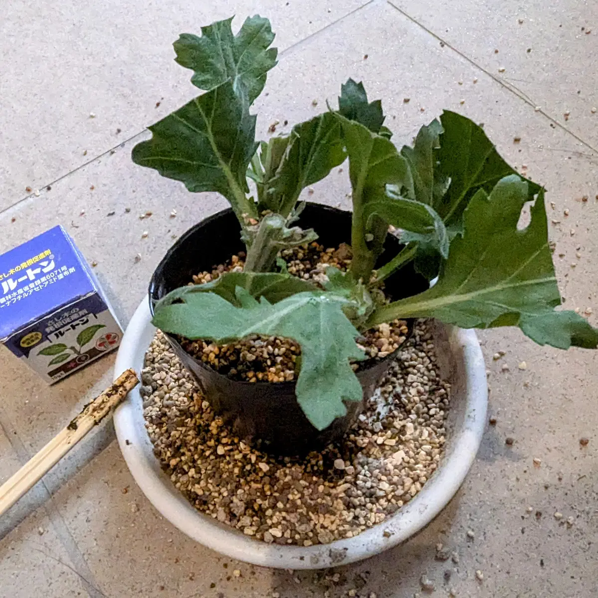 菊の挿し木_20240628｜そだレポ（栽培レポート）byあがたん｜みんなの