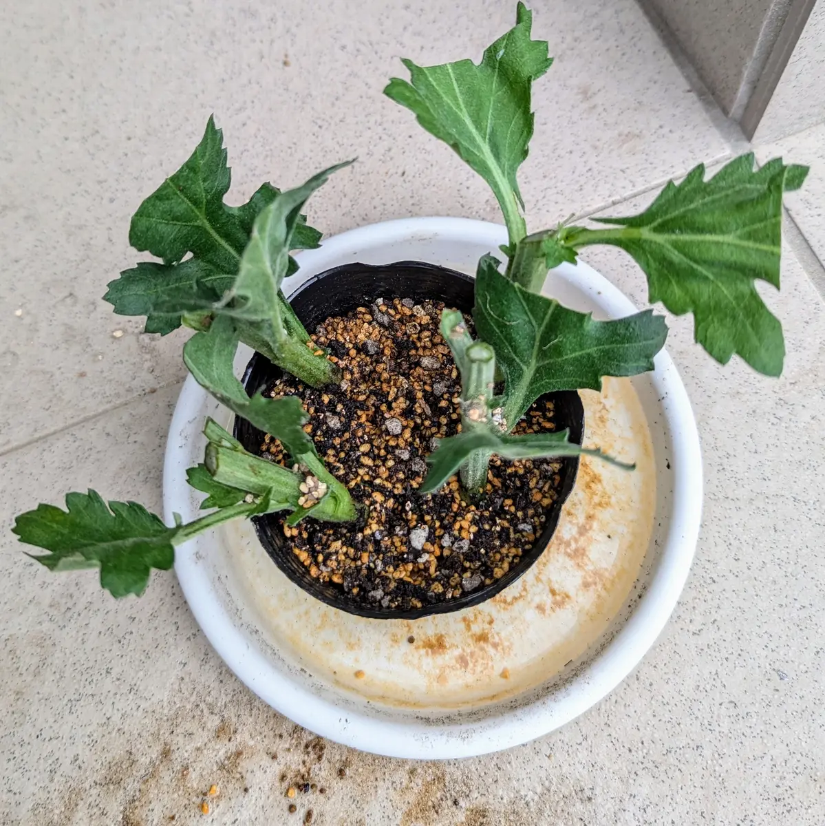 菊の挿し木_20240628｜そだレポ（栽培レポート）byあがたん｜みんなの