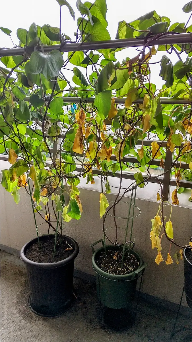 おいも農家様 専用ページ 多肉植物 【公式通販】