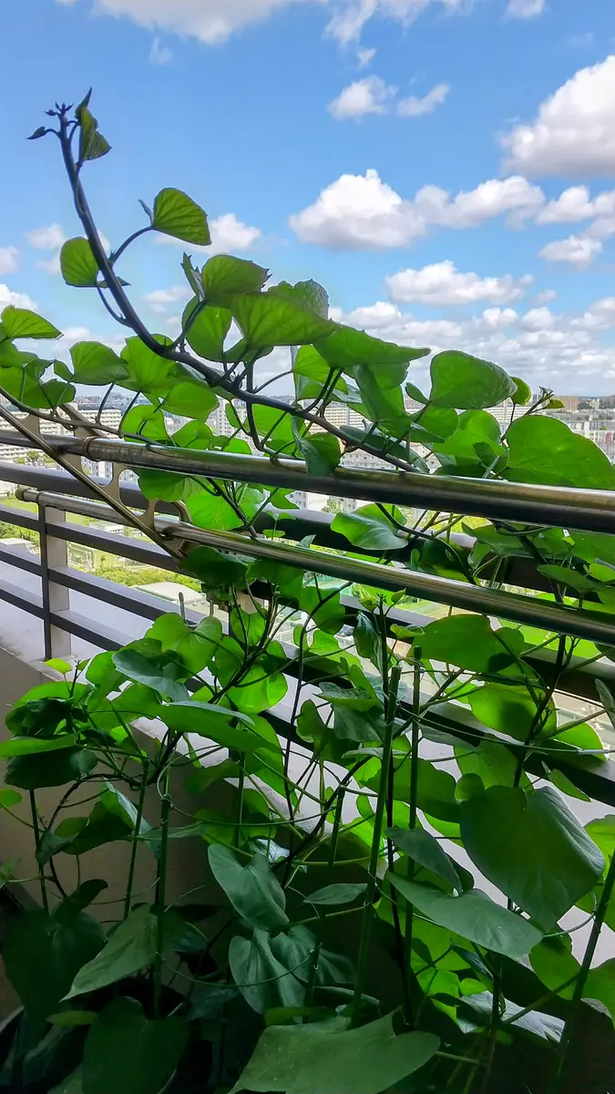 ゆあと様専用 芋苗 紅はるか苗 200本 送料無料】 さつまいも苗 詰め合わせ ゆあと様専用 芋苗 紅はるか苗 200本 送料無料】 さつまいも苗 詰め合わせ