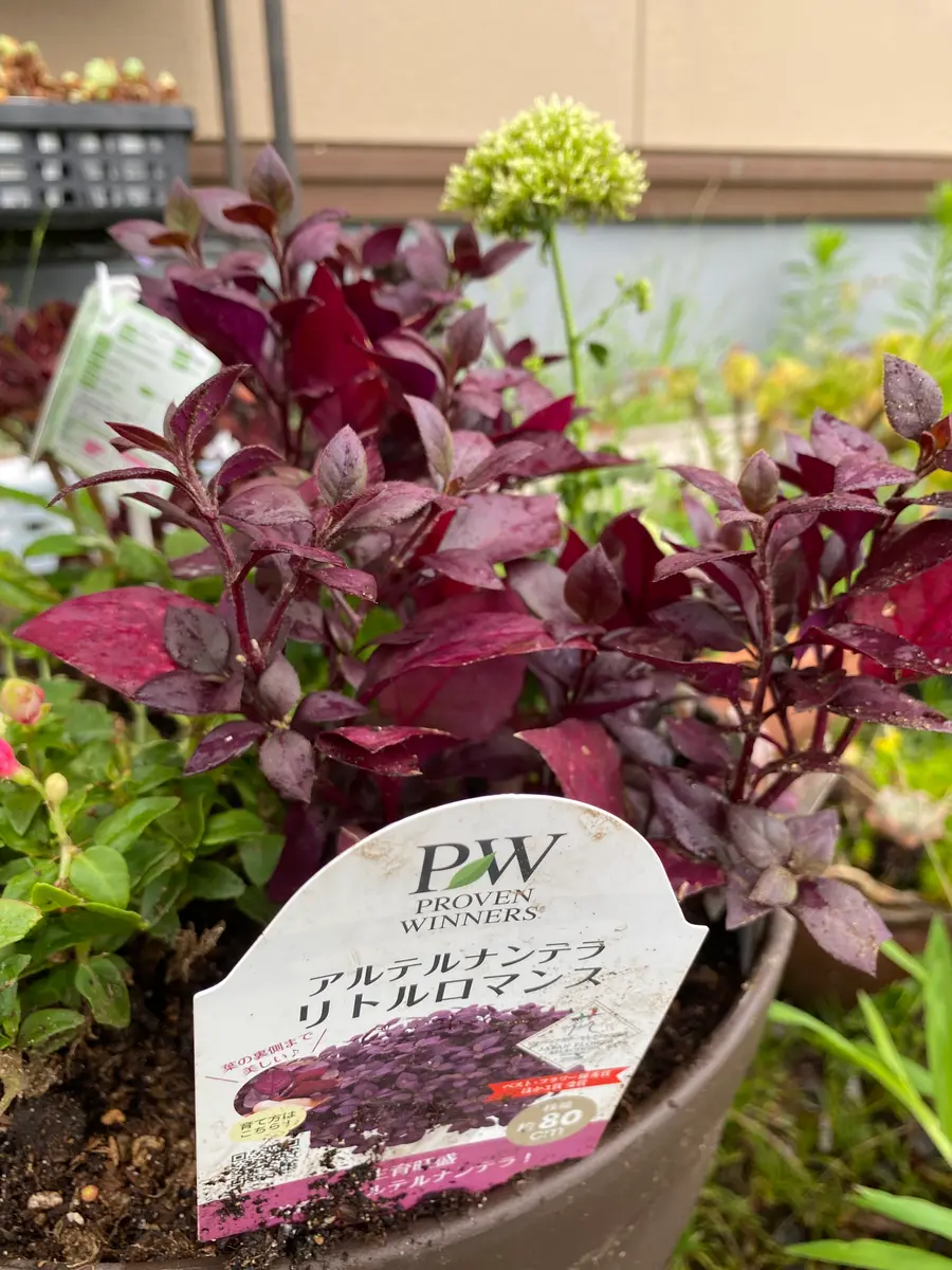 ふりふりペラルゴ♡ワインカラーのシックな寄せ植え 寄せ植えのカラーリーフに｜そだレポ（栽培レポート）bytonkururi