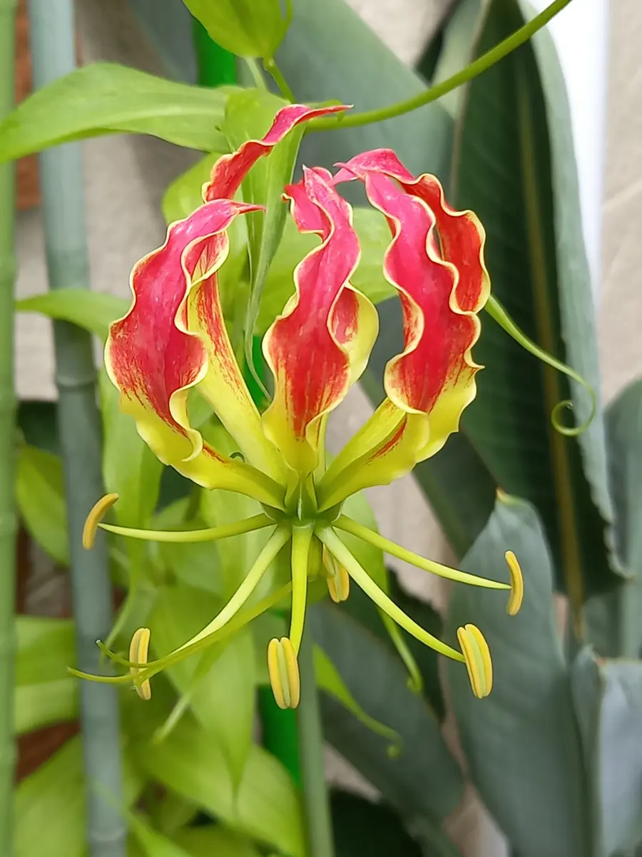 花摘み 花摘みの連作 カード検索 ｜ Z/X - Zillions of enemy X