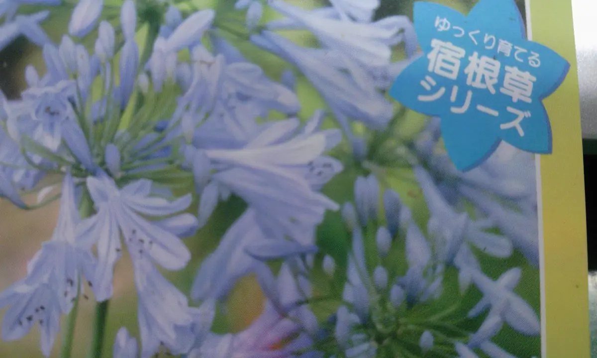 アガパンサス、購入した苗から｜そだレポ（栽培レポート）bymomo 