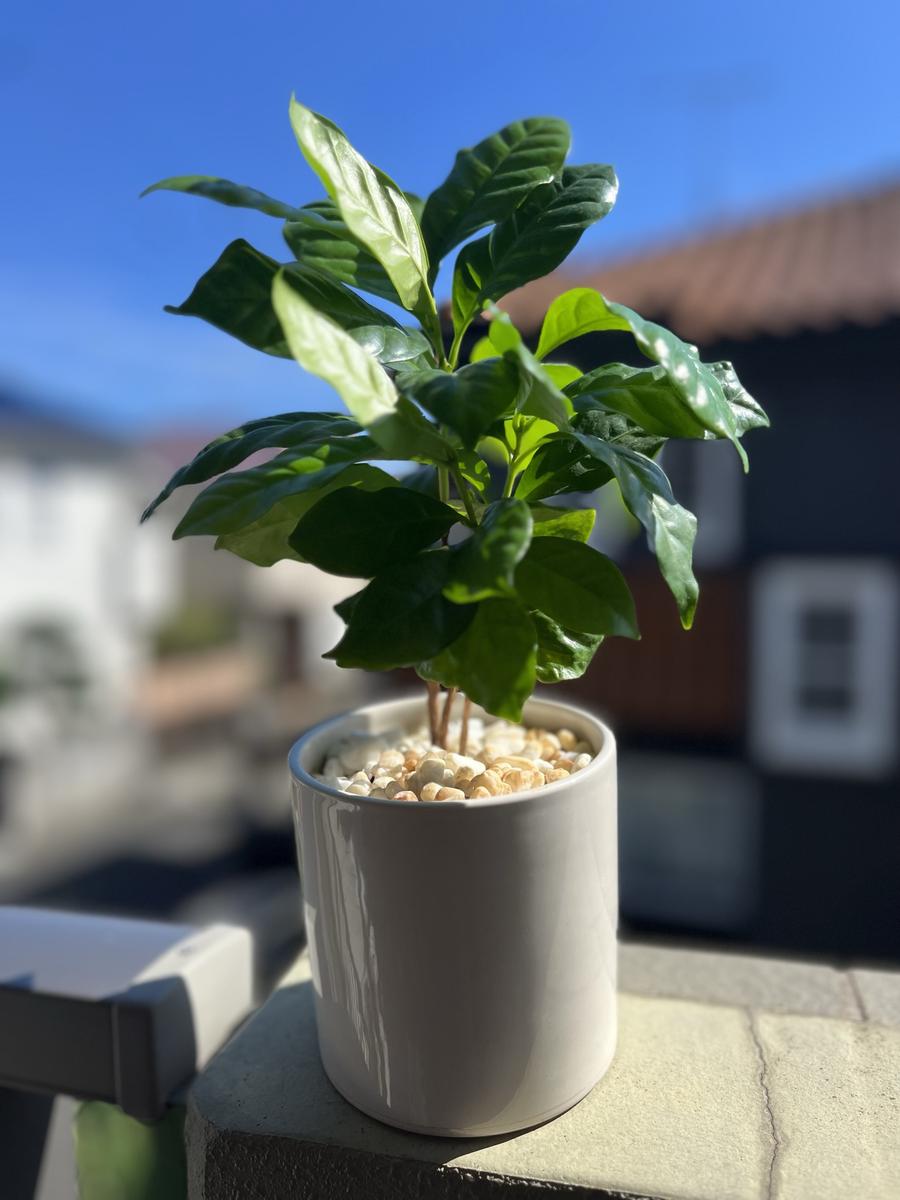 コーヒーの木成長記録｜コーヒーノキのそだレポ（栽培レポート