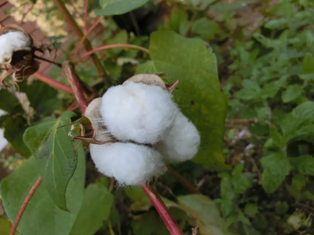 ふわふわの綿花を実らせましょ｜そだレポ（栽培レポート）byふむ