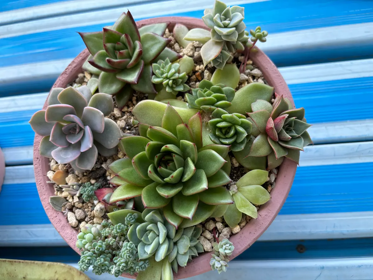 多肉寄せ植え｜そだレポ（栽培レポート）byPoohhhh｜みんなの趣味の園芸