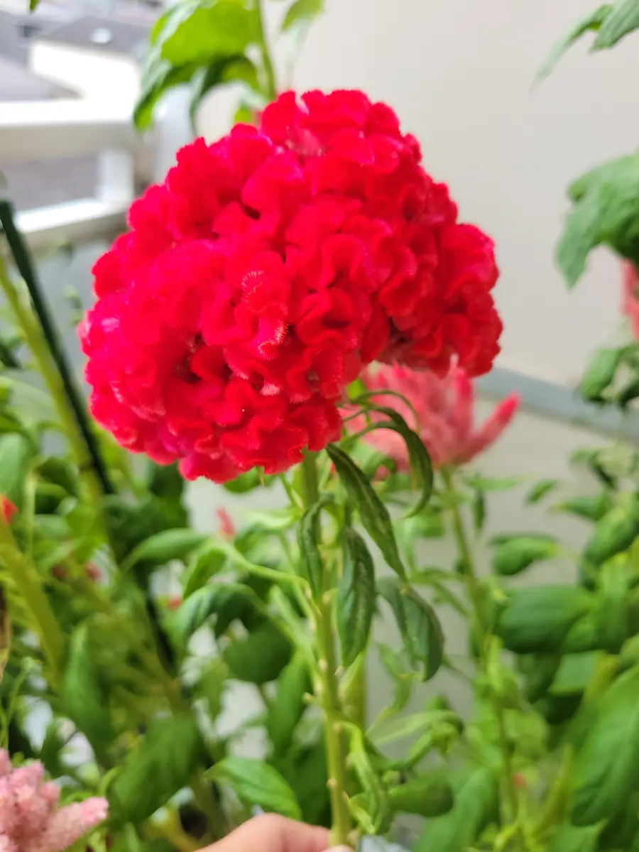 久留米ケイトウを種から育てて10月にお花を満開にしたいなぁ｜そだレポ