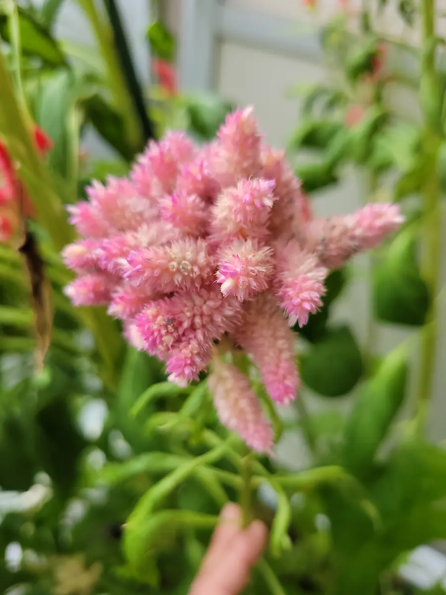 久留米ケイトウを種から育てて10月にお花を満開にしたいなぁ｜そだレポ