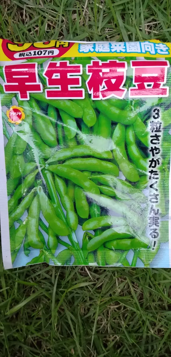 旦那さんのおつまみに枝豆出したいのパート2｜そだレポ（栽培レポート
