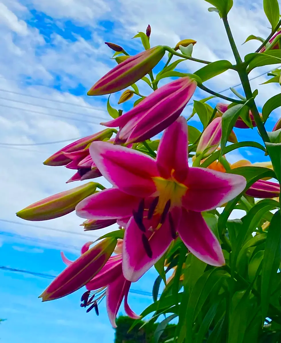 1本の茎に80輪のユリが咲いた💓 珍しい帯化ユリ（たいかゆり）の記録｜そだレポ（栽培レポート）byミャーママ｜みんなの趣味の園芸