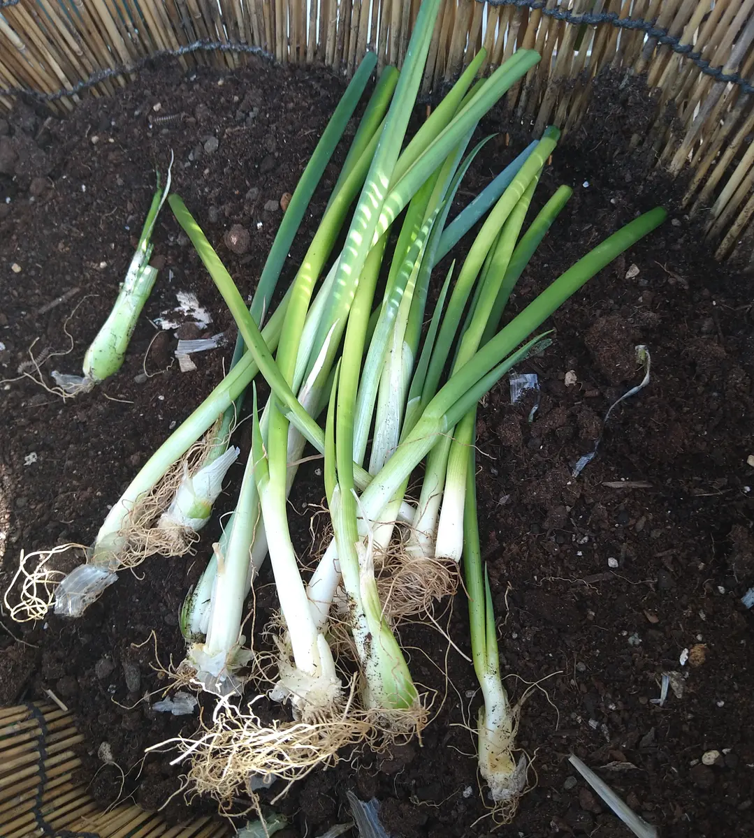 九条太ネギ苗約1000本 【公式通販】