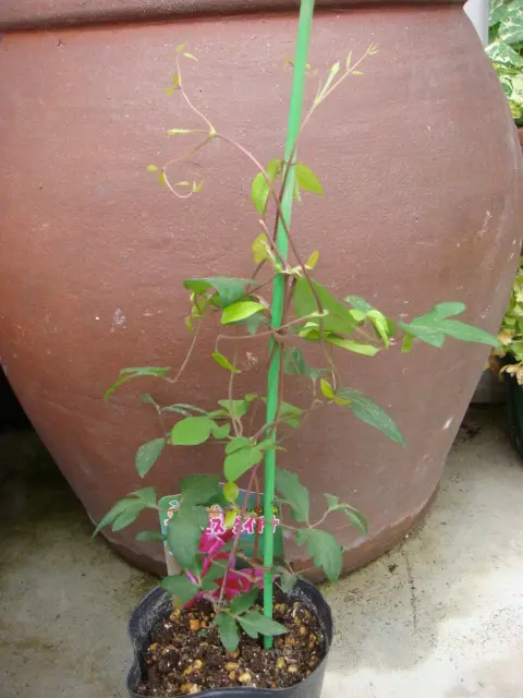 北田様確認用＊クレマチス プリンセスダイアナ 挿し木苗 ポットのまま発送