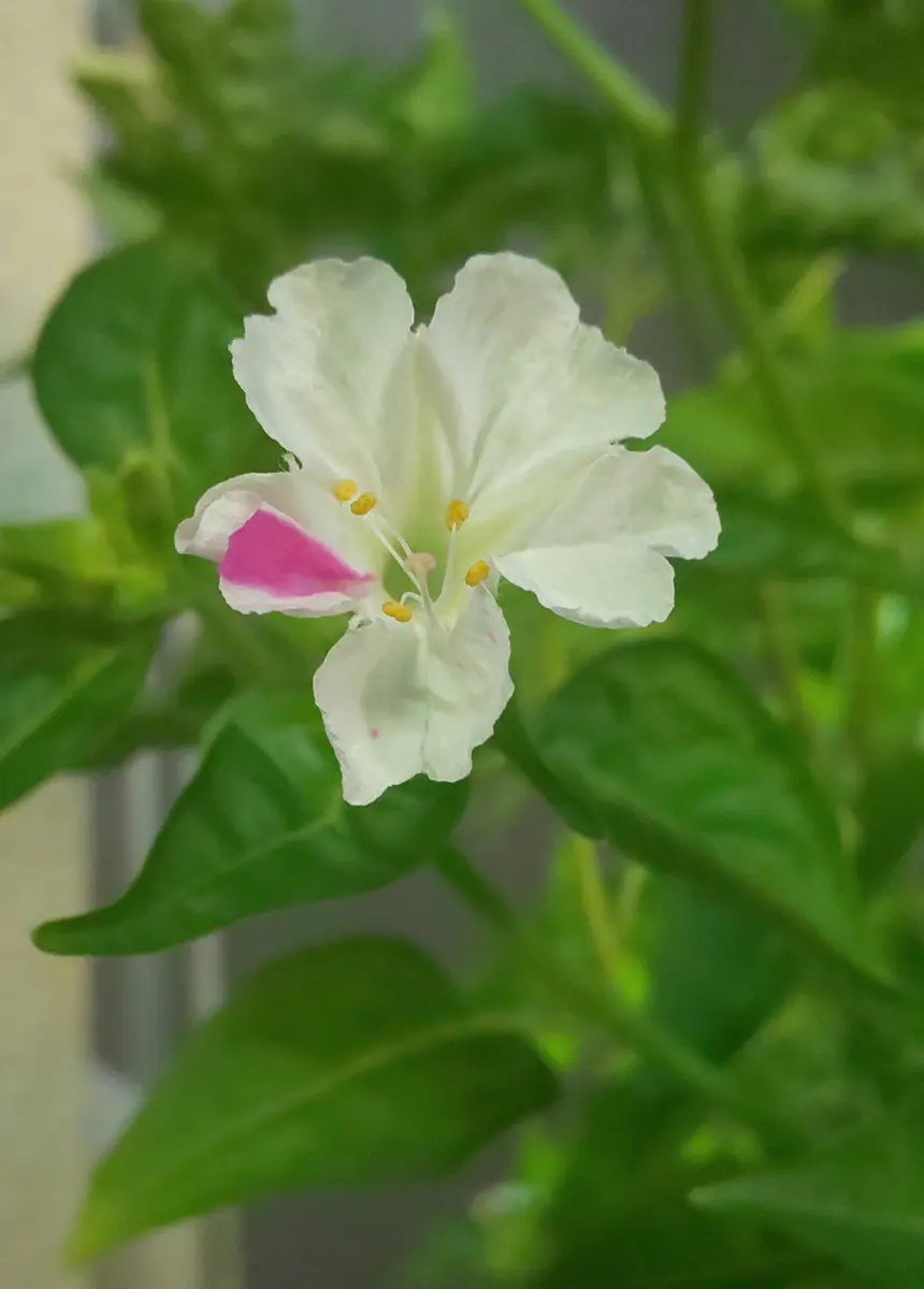 続路肩に咲いてた白い白粉花が、あまりにも麗しく種が出来てたから