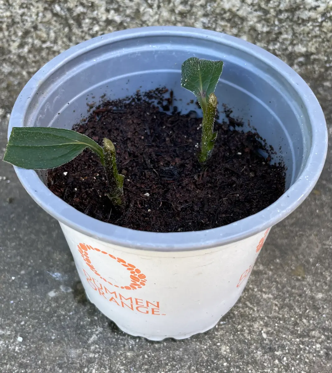 初めてのエキナセア挿し木｜そだレポ（栽培レポート）bycocoriri