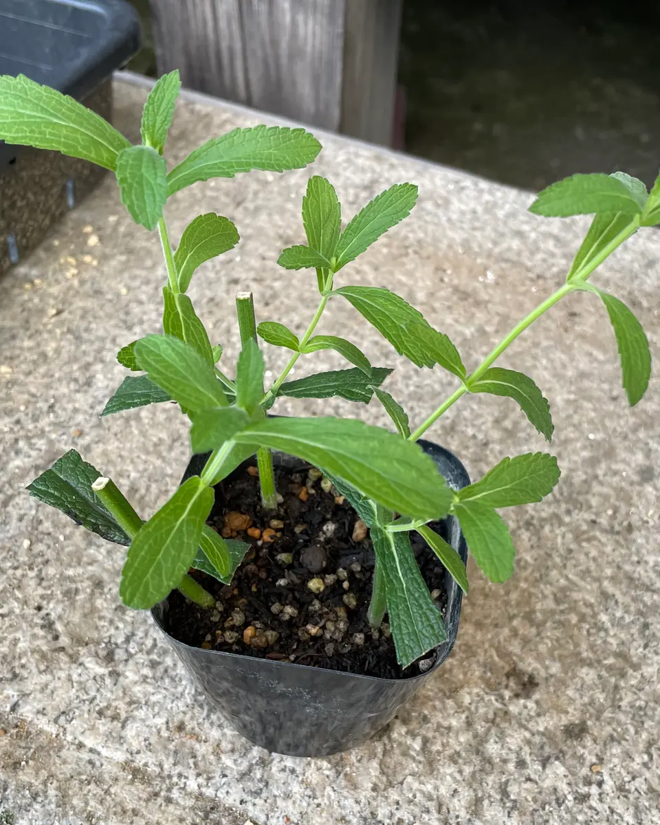 初めてのエキナセア挿し木｜そだレポ（栽培レポート）bycocoriri