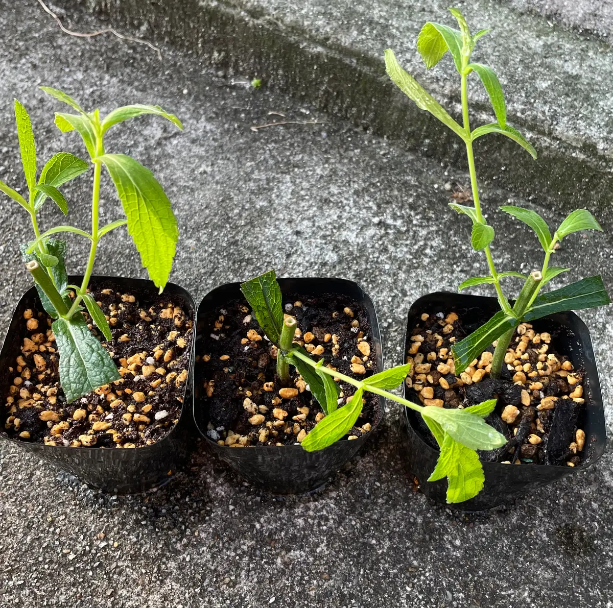 初めてのエキナセア挿し木｜そだレポ（栽培レポート）bycocoriri