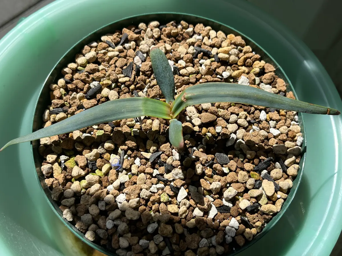 奇想天外3年もの 苗 【公式通販】