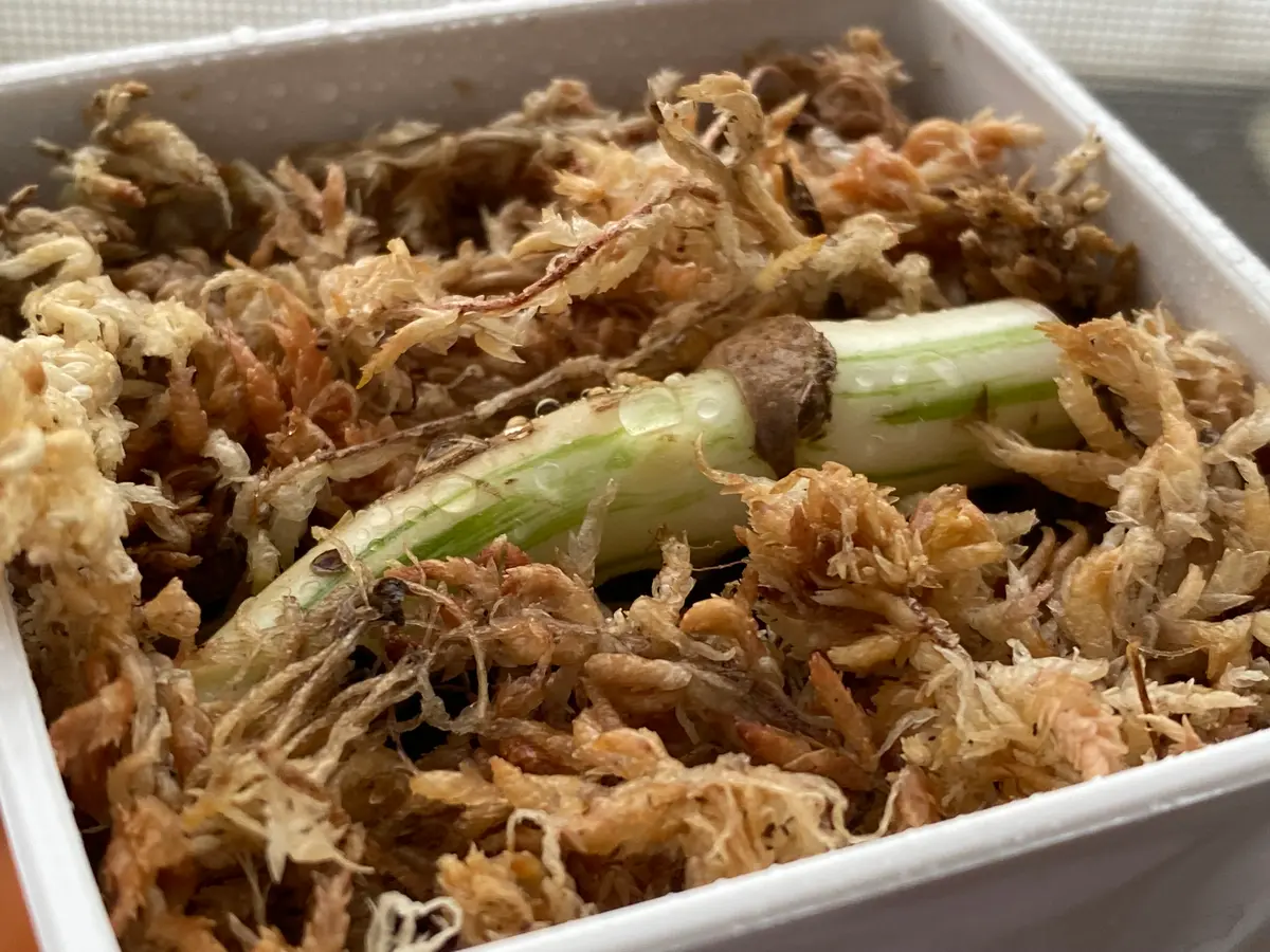 激レア」モンステラ ボルシギア ホワイトタイガー ハーフムーン安定