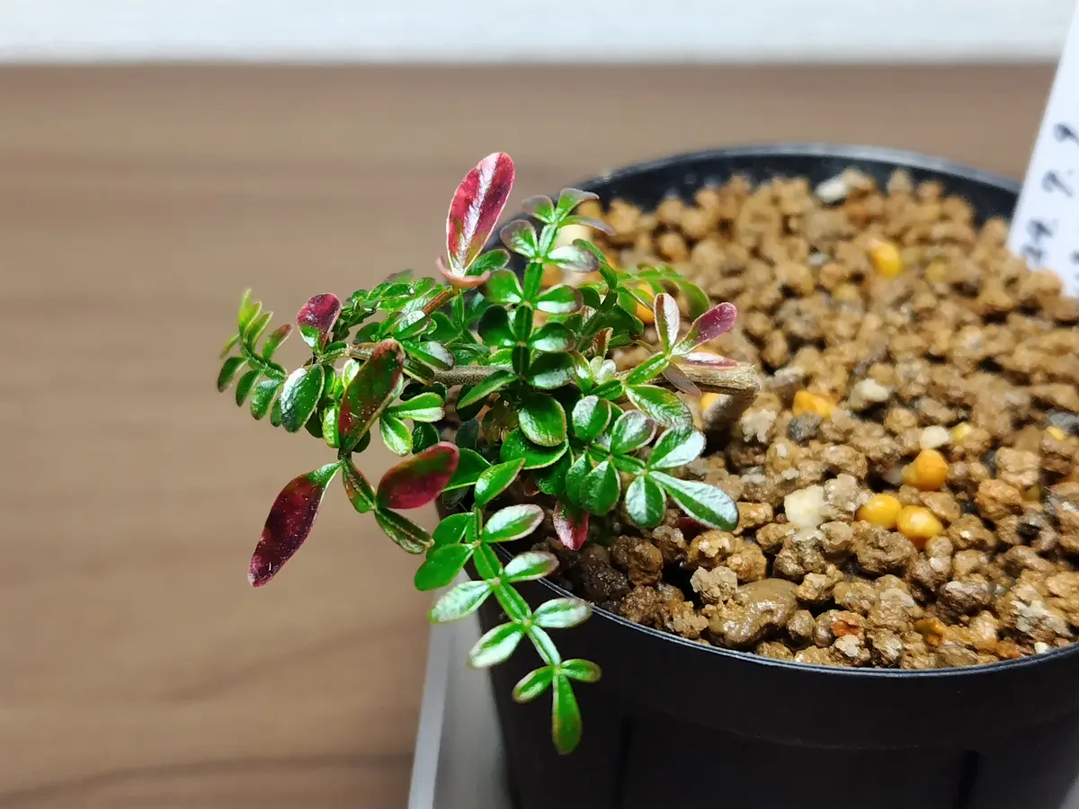 パキプス　実生 パキプス 実生① 2024/7/9播種｜そだレポ（栽培レポート）byまんどれ