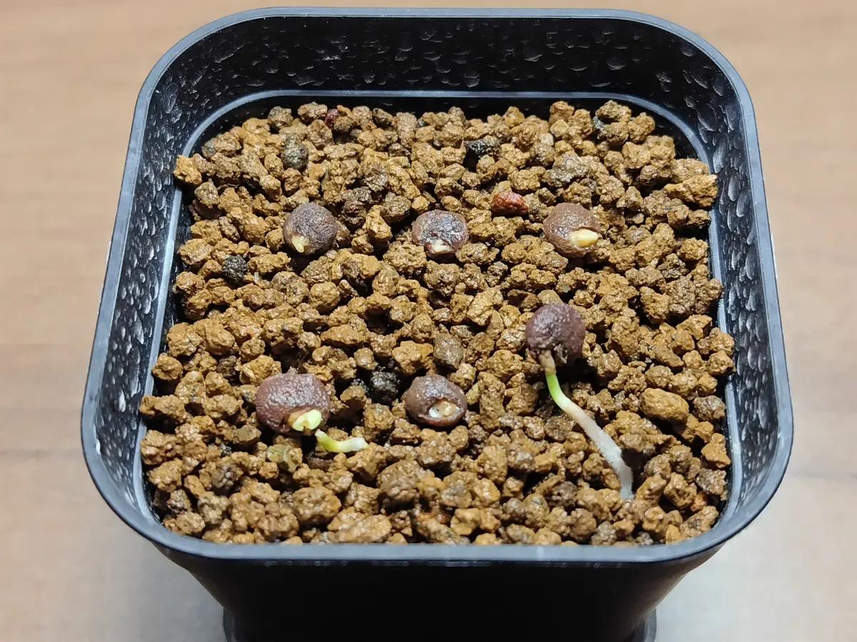 パキプス 実生① 2024/7/9播種｜そだレポ（栽培レポート）byまんどれ