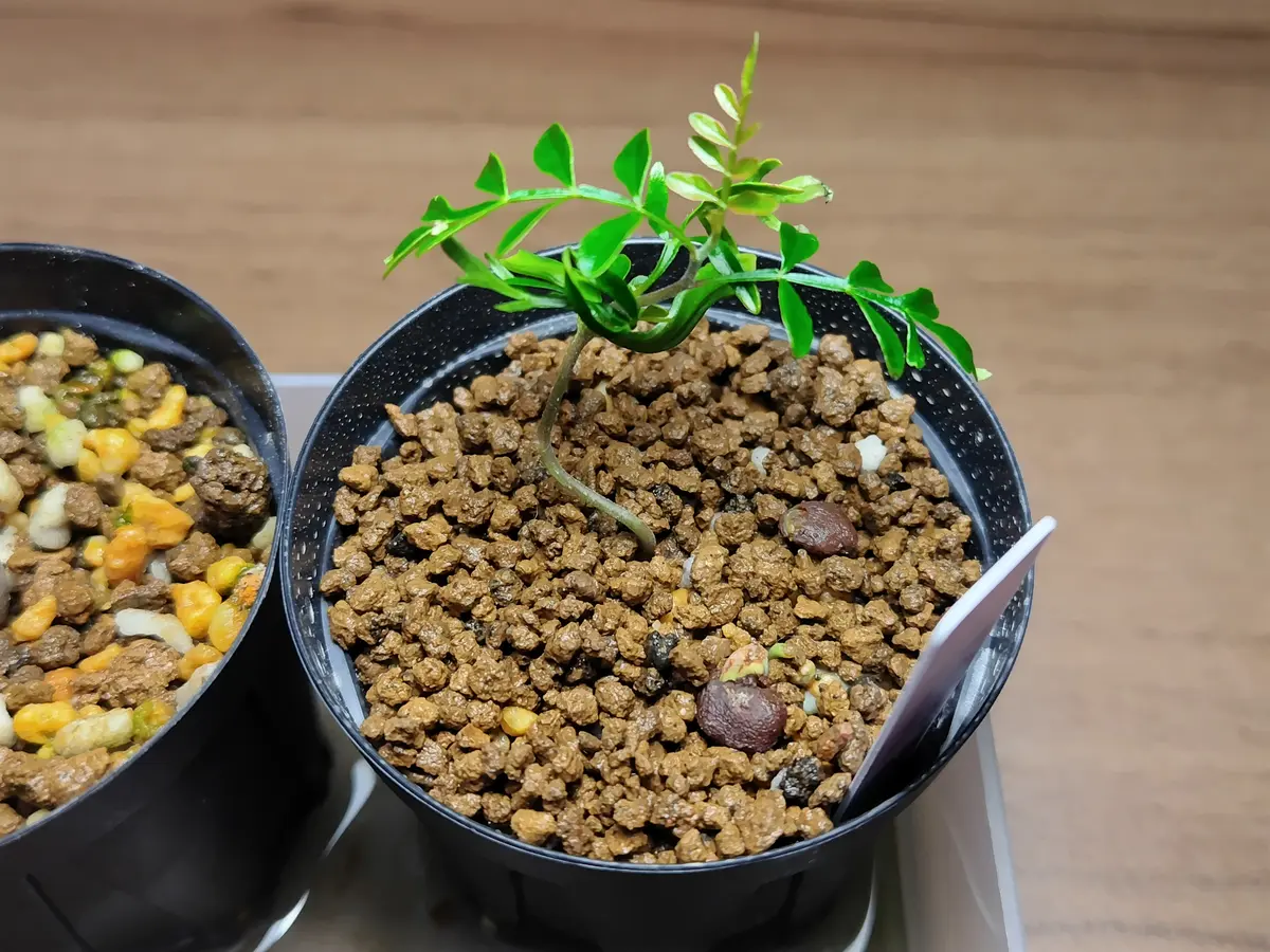 パキプス　実生 パキプス 実生① 2024/7/9播種｜そだレポ（栽培レポート）byまんどれ