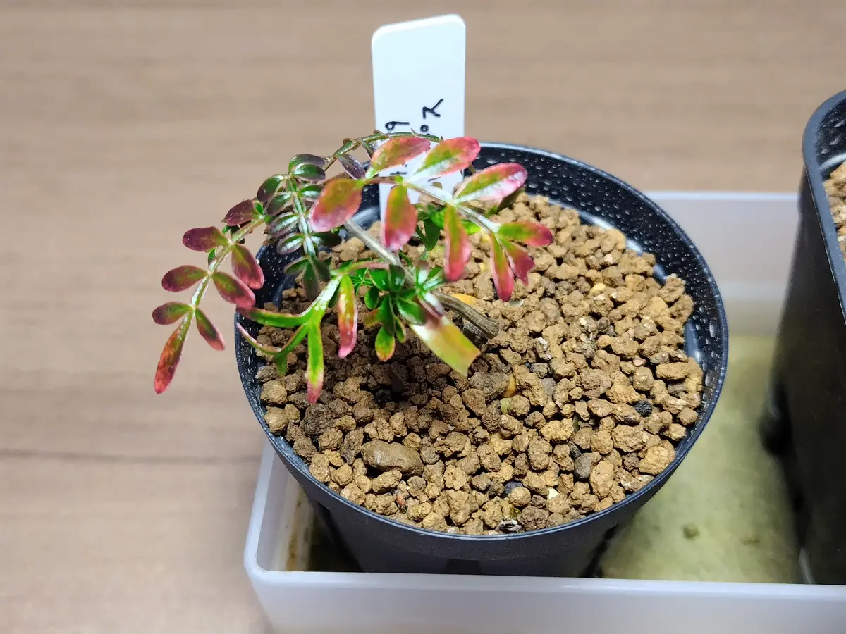 パキプス 実生① 2024/7/9播種｜そだレポ（栽培レポート）byまんどれ