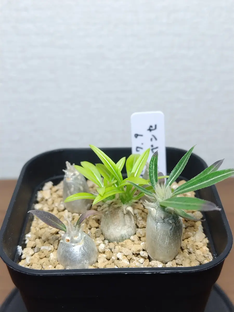 ホロンベンセ 実生 2024/7/9播種｜そだレポ（栽培レポート）byまんどれいく｜みんなの趣味の園芸