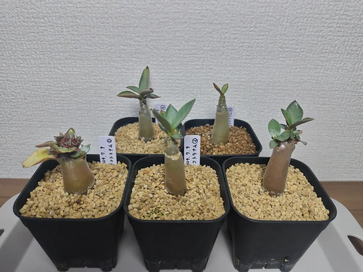 2024激安通販 極美/極太/塊根植物】アデニウム 代わっ タイソコトラナム 塊根植物・コーデックス