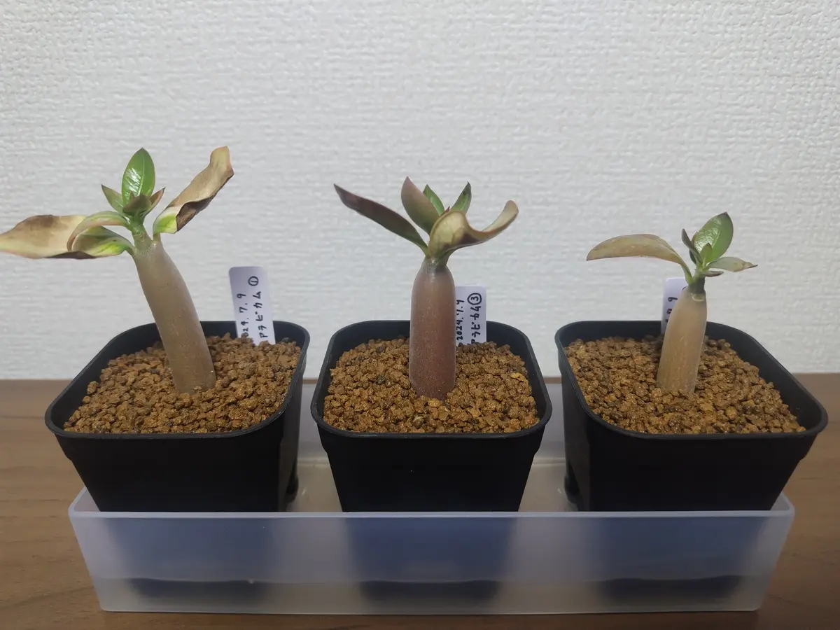 アデニウム オベスム ① 実生(アデニウム オベスム 実生 速達 アデニウム オベスム ① 実生(アデニウム オベスム 実生 速達