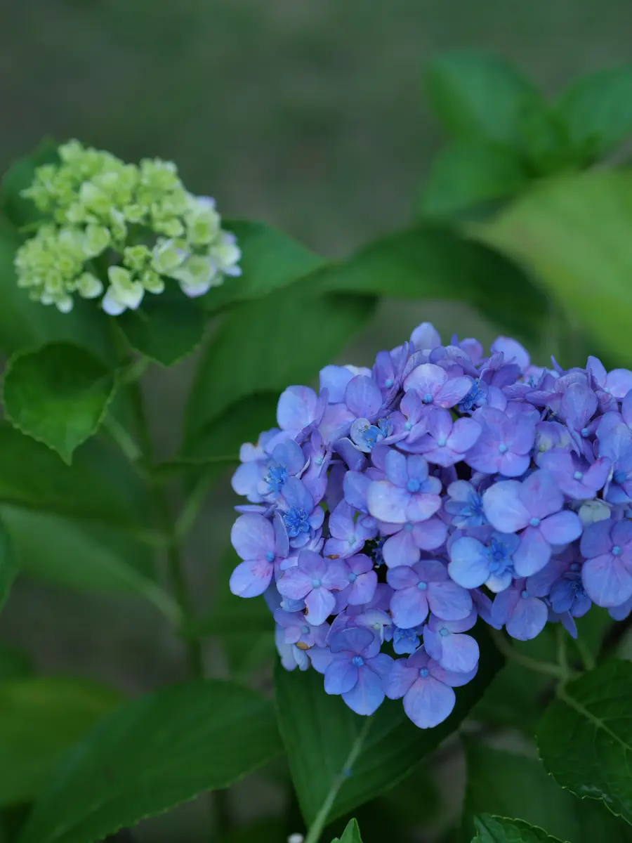 紫陽花　希少くるくる挿し木 天頂芽 激レア紫陽花「くるくる」挿し穂1本＋おまけ アジサイ
