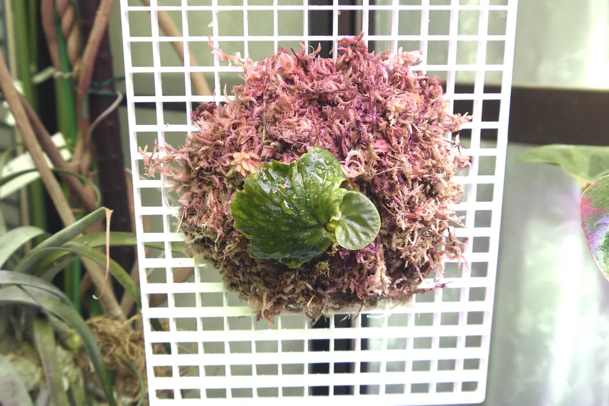 究極のビカクシダ・マダガスカリエンスに挑戦｜そだレポ（栽培レポート