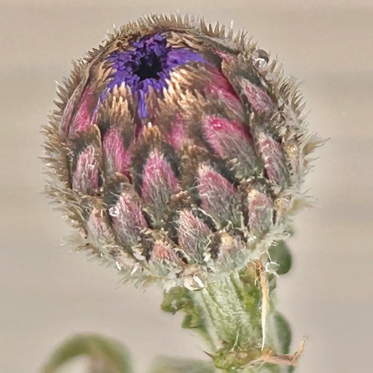 矢車菊の年内開花にチャレンジ2024🎵｜そだレポ（栽培レポート