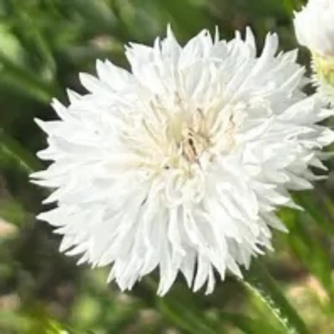 矢車菊の年内開花にチャレンジ2024🎵｜そだレポ（栽培レポート