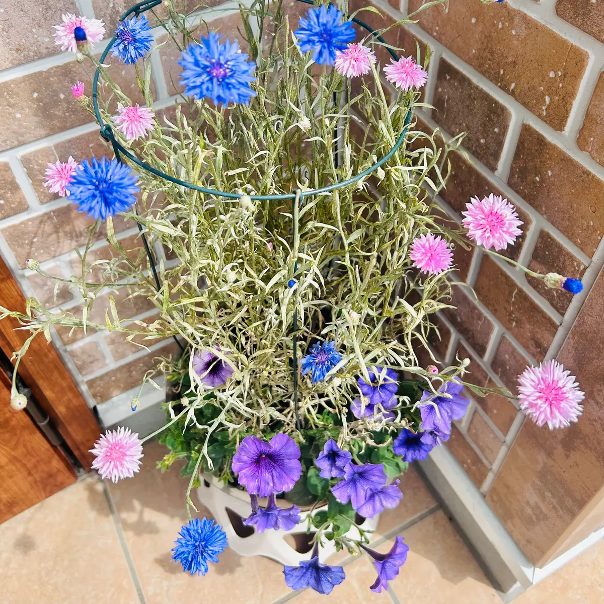 矢車菊の年内開花にチャレンジ2024🎵｜そだレポ（栽培レポート