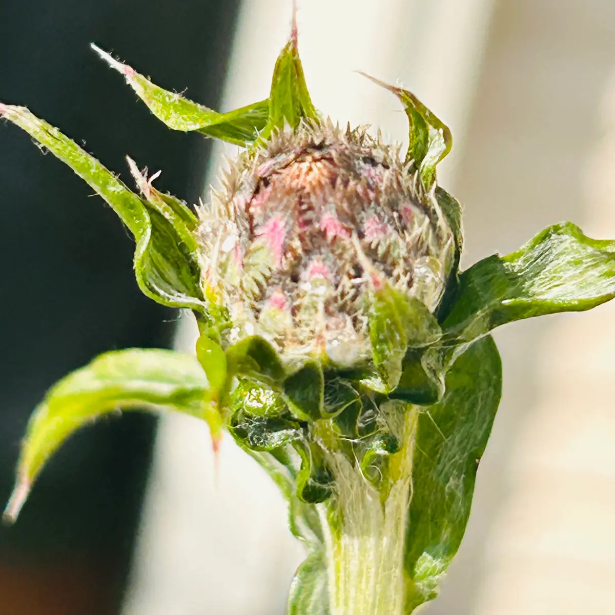 矢車菊の年内開花にチャレンジ2024🎵｜そだレポ（栽培レポート