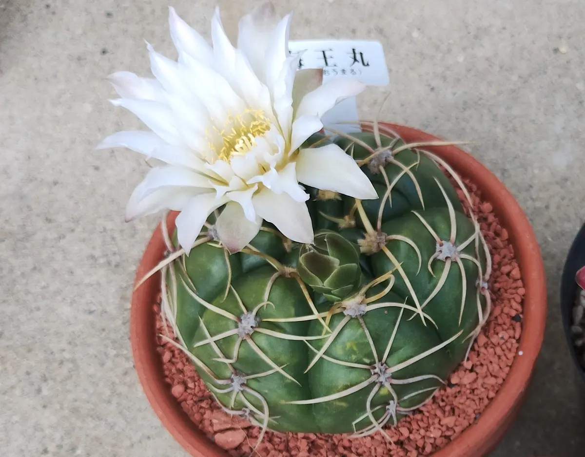 多肉植物　花サボテン　血紋海王丸　実生 サボテンの交配、実生栽培(海王丸)｜そだレポ（栽培レポート）byy-chan